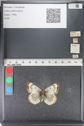 Media type: image;   Entomology 125356